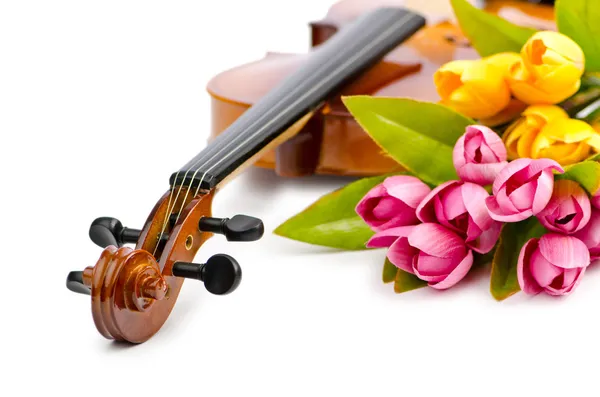 stock image Violin and tulip flowers on white