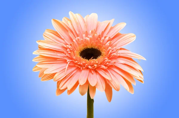 Gerbera virágot a háttérrel — Stock Fotó