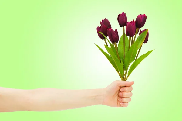 Hand mit Tulpen auf Gefälle — Stockfoto