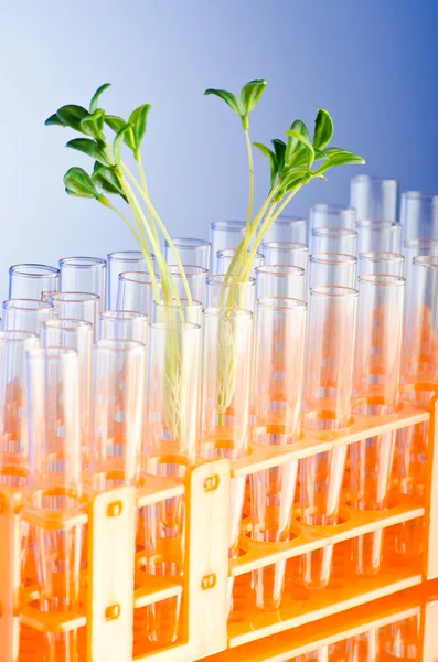 Experimente com mudas verdes no laboratório — Fotografia de Stock