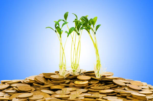コインと苗お金成長の概念 — ストック写真