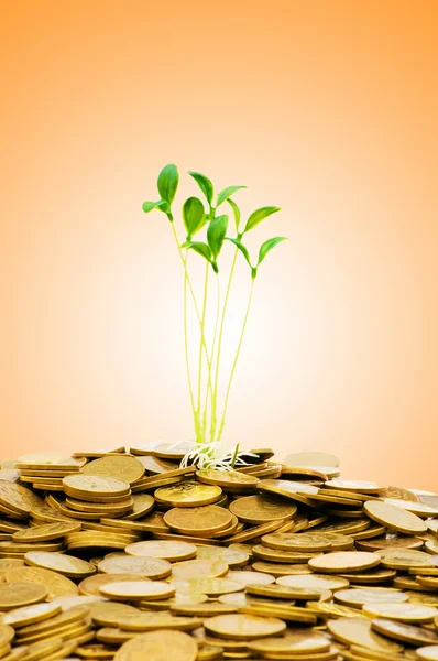 コインと苗お金成長の概念 — ストック写真