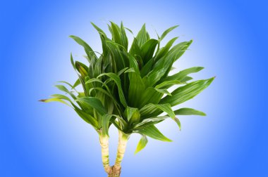 Dracaena plant against gradient background clipart