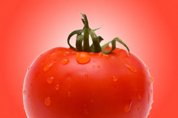 Świeży pomidor czerwony przeciwko gradientu — Zdjęcie stockowe