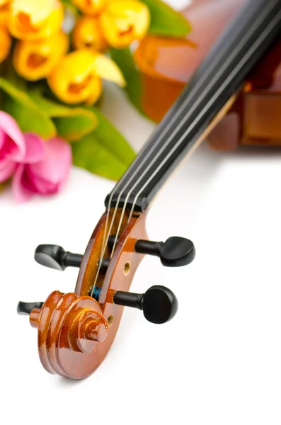 Stock image Violin and tulip flowers on white