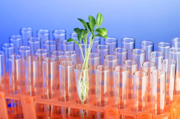 Eksperyment z sadzonka zielony w laboratorium — Zdjęcie stockowe