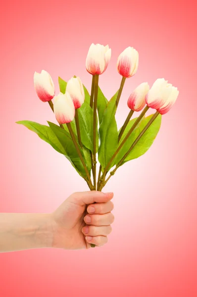 Keze tulipán a színátmenet a — Stock Fotó