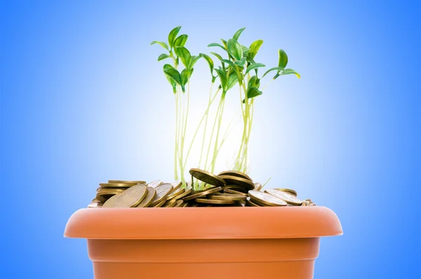 Groene zaailing groeien uit de stapel van munten — Stockfoto