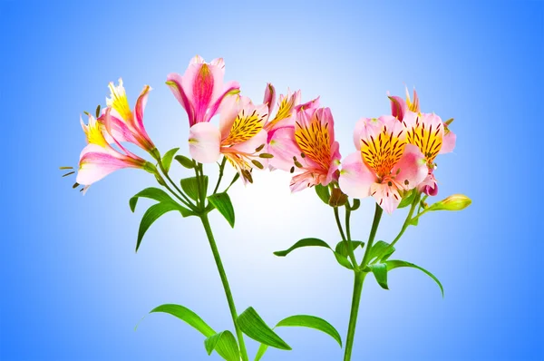 Colourful lilies against gradient background — Stock Photo, Image
