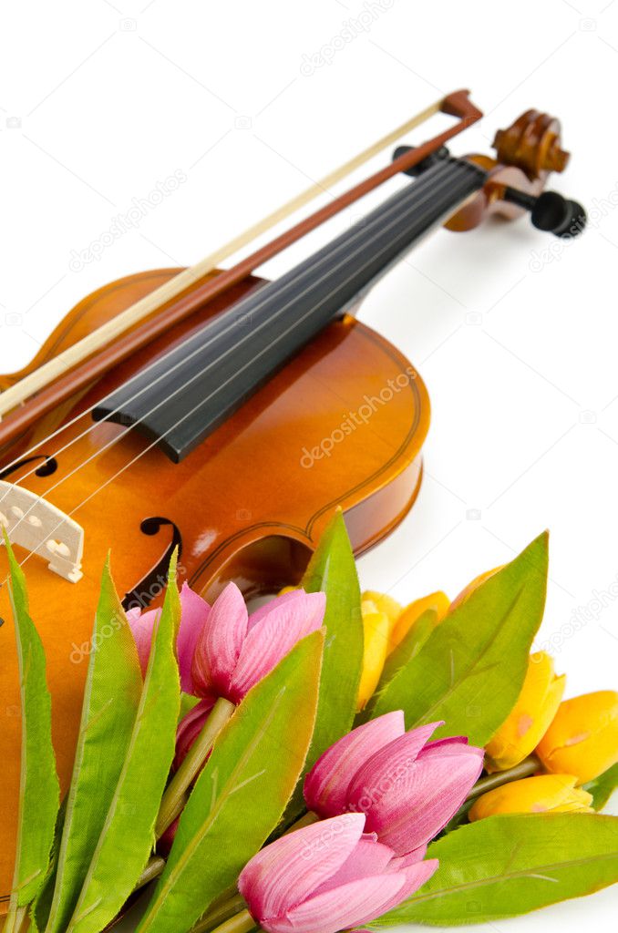 Violin and tulip flowers on white