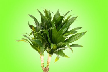 Dracaena plant against gradient background clipart