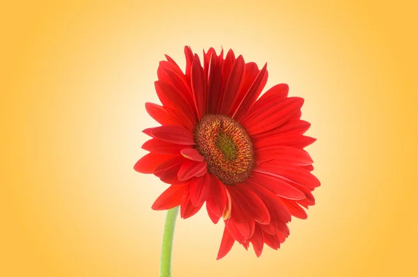 Gerbera bloem tegen achtergrond met kleurovergang — Stockfoto