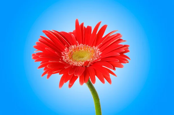Gerbera flower against gradient background — Stock Photo, Image
