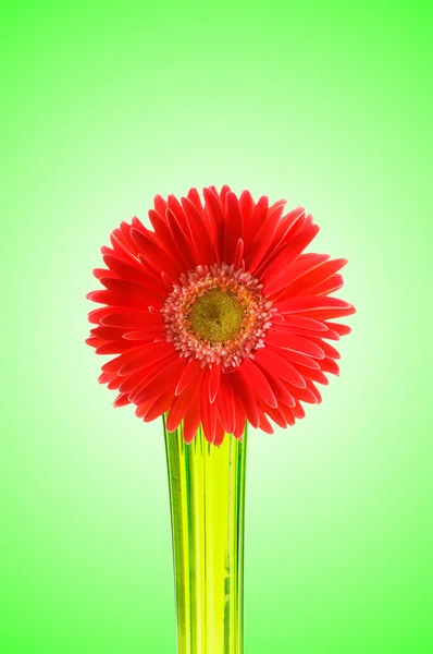 Flor de gerbera contra fundo gradiente — Fotografia de Stock