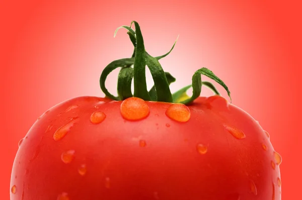 Świeży pomidor czerwony przeciwko gradientu — Zdjęcie stockowe