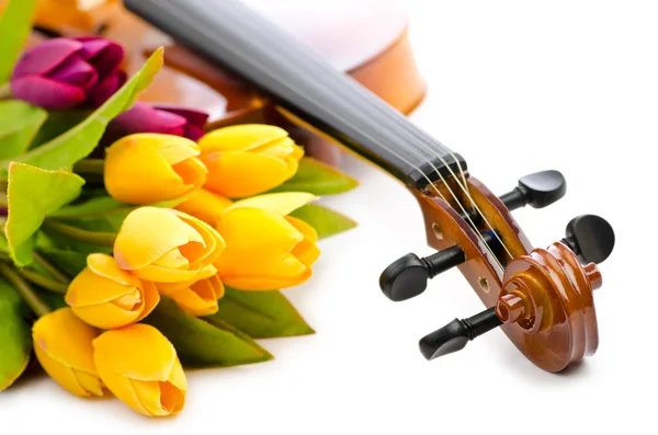 stock image Violin and tulip flowers on white