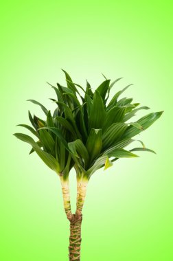 Dracaena plant against gradient background clipart