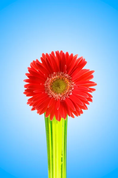 Gerbera květ proti barevných přechodů — Stock fotografie