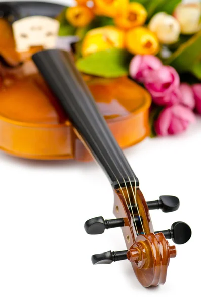 stock image Violin and tulip flowers on white