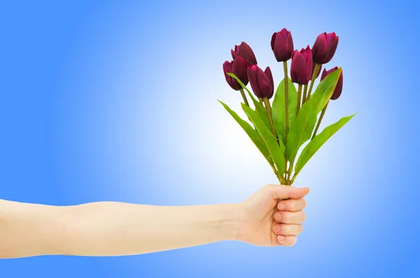 Mão com tulipas em gradiente — Fotografia de Stock