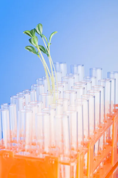 緑の苗と実験室試験 — ストック写真