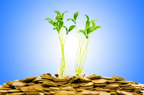Pengar tillväxt koncept med mynt och plantor — Stockfoto