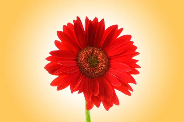 Gerbera kwiat przeciw tło gradientowe — Zdjęcie stockowe