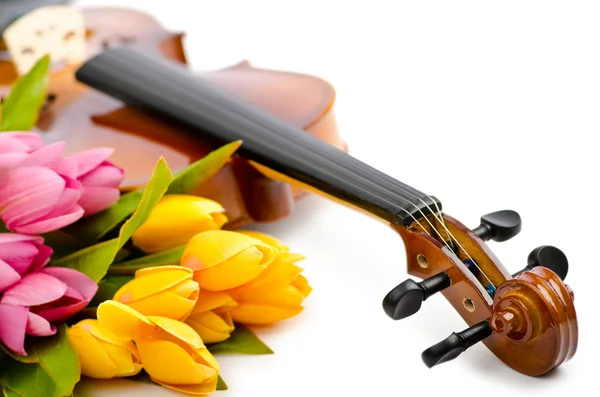 stock image Violin and tulip flowers on white