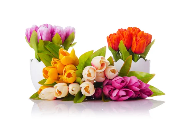 Tulpen bloemen geïsoleerd op de witte — Stockfoto