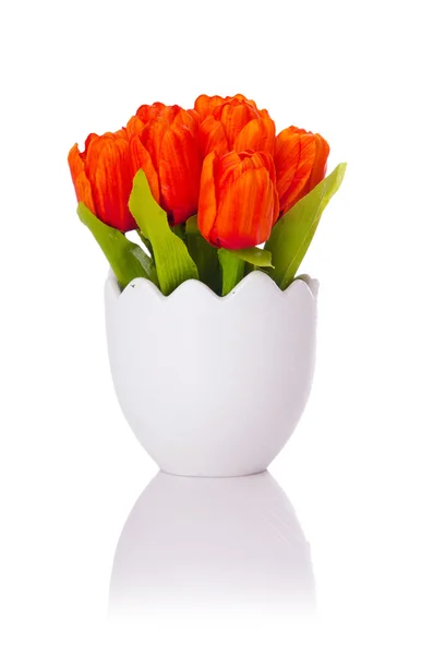 Tulipas flores isoladas no branco — Fotografia de Stock