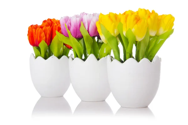 Тюльпани квіти ізольовані на білому — стокове фото