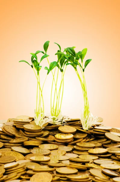 Geld groei concept met munten en zaailing — Stockfoto