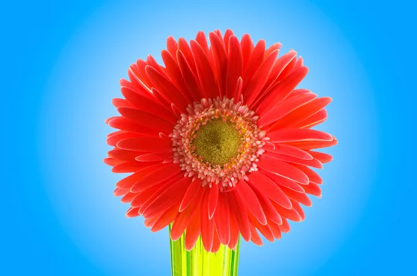 Gerbera fleur sur fond de gradient — Photo