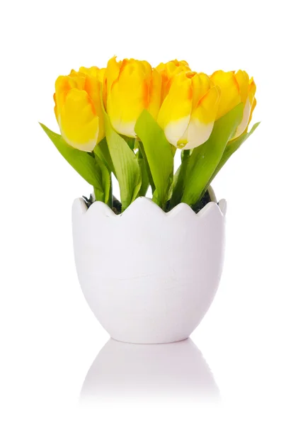 A fehér tulipán virágok elszigetelt — Stock Fotó