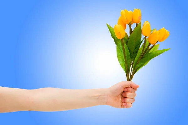 Hand mit Tulpen auf Gefälle — Stockfoto