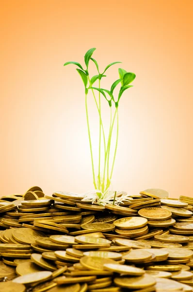 Pengar tillväxt koncept med mynt och plantor — Stockfoto