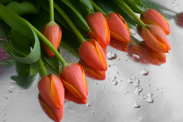 Tulipes rouges fraîches avec gouttes — Photo