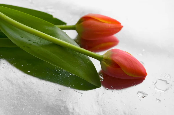 Verse rode tulpen met druppels — Stockfoto
