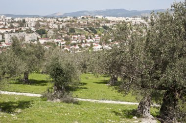 Spring in Beit Shemesh.Israel clipart