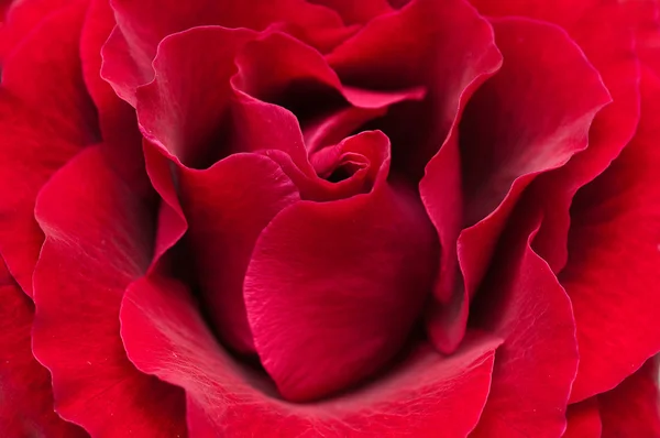Mawar merah makro — Stok Foto
