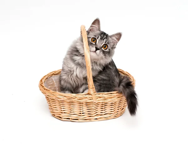 Lustiges Kätzchen im Korb — Stockfoto