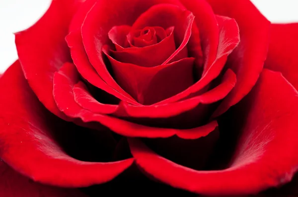 Vermelho rosa macro — Fotografia de Stock