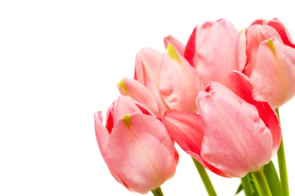 Розовые тюльпаны на белом фоне Стоковая Картинка