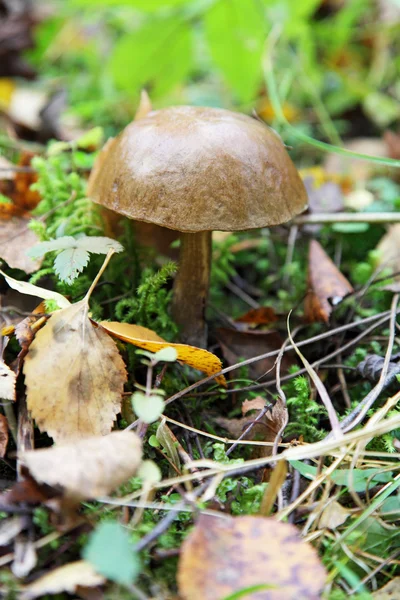 stock image Mushroom in the forest