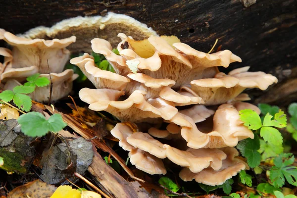 stock image Mushroom