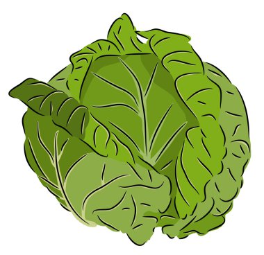 Cabbage clipart