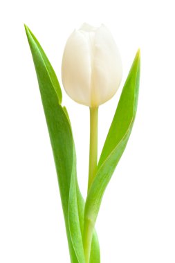 White tulip clipart