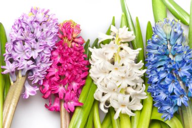 Beautiful hyacinths on white clipart