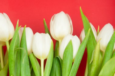 White tulips clipart