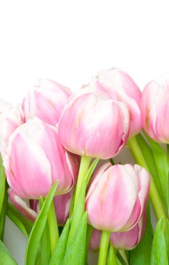 Pink tulips clipart